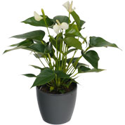 anthurium blanc- cache pot anthracite